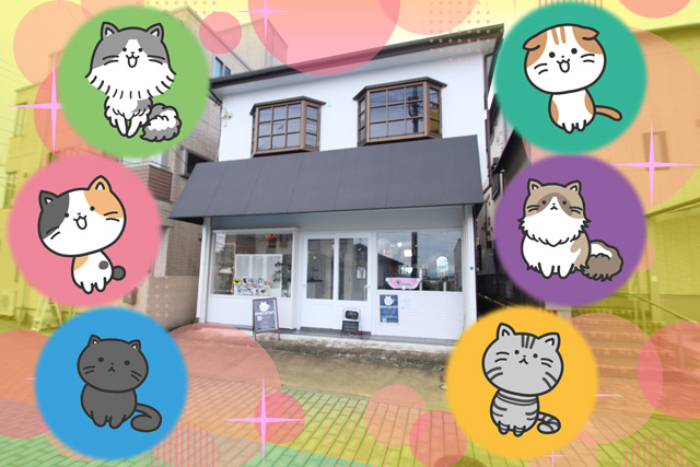ネコたちと触れ合える地域の癒やしの場　nekocafe macaron