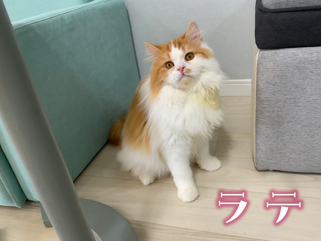ねこ