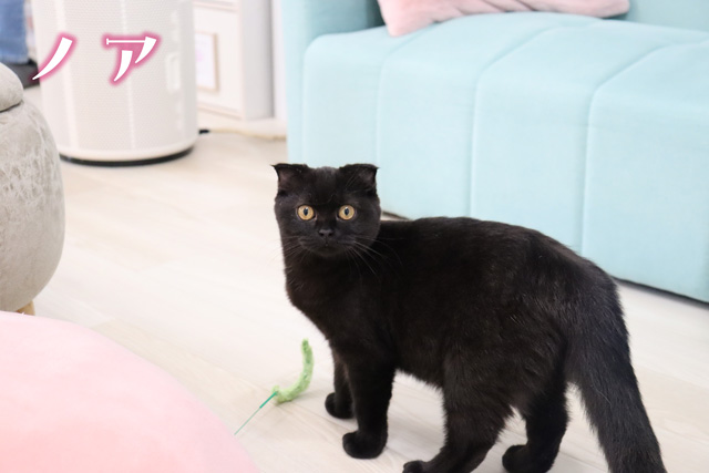 ねこ