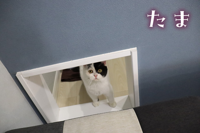 ねこ
