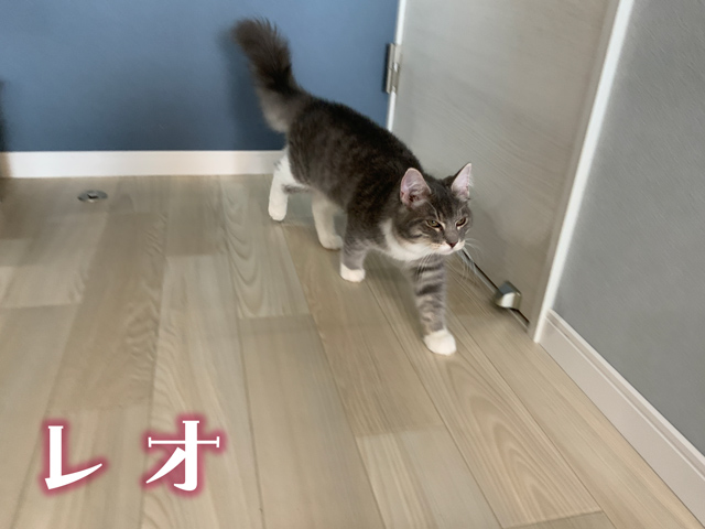 ねこ