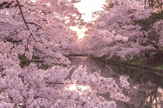 桜の便りと嬉しい知らせと